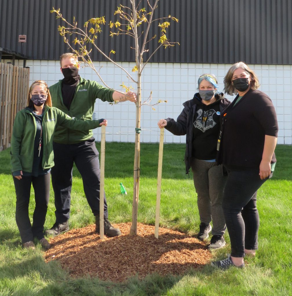Four Plasman Windsor 1 Manufacturing employees standing around a newly planted tree in a grassy area in front of a building that was planted for Earth Day